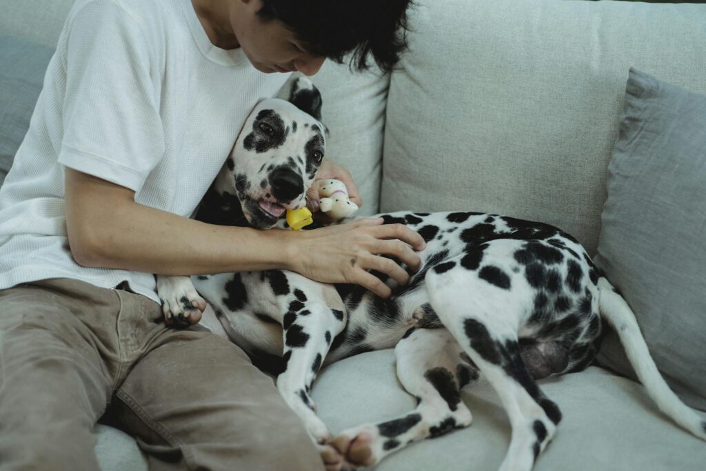 A man lovingly cuddles a Dalmatian dog on a cozy sofa indoors, showcasing a tender moment.