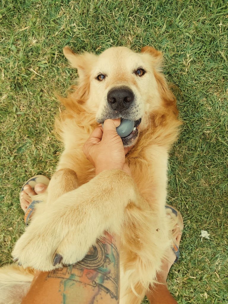 Cute golden retriever playing with owner on green grass during summer day.