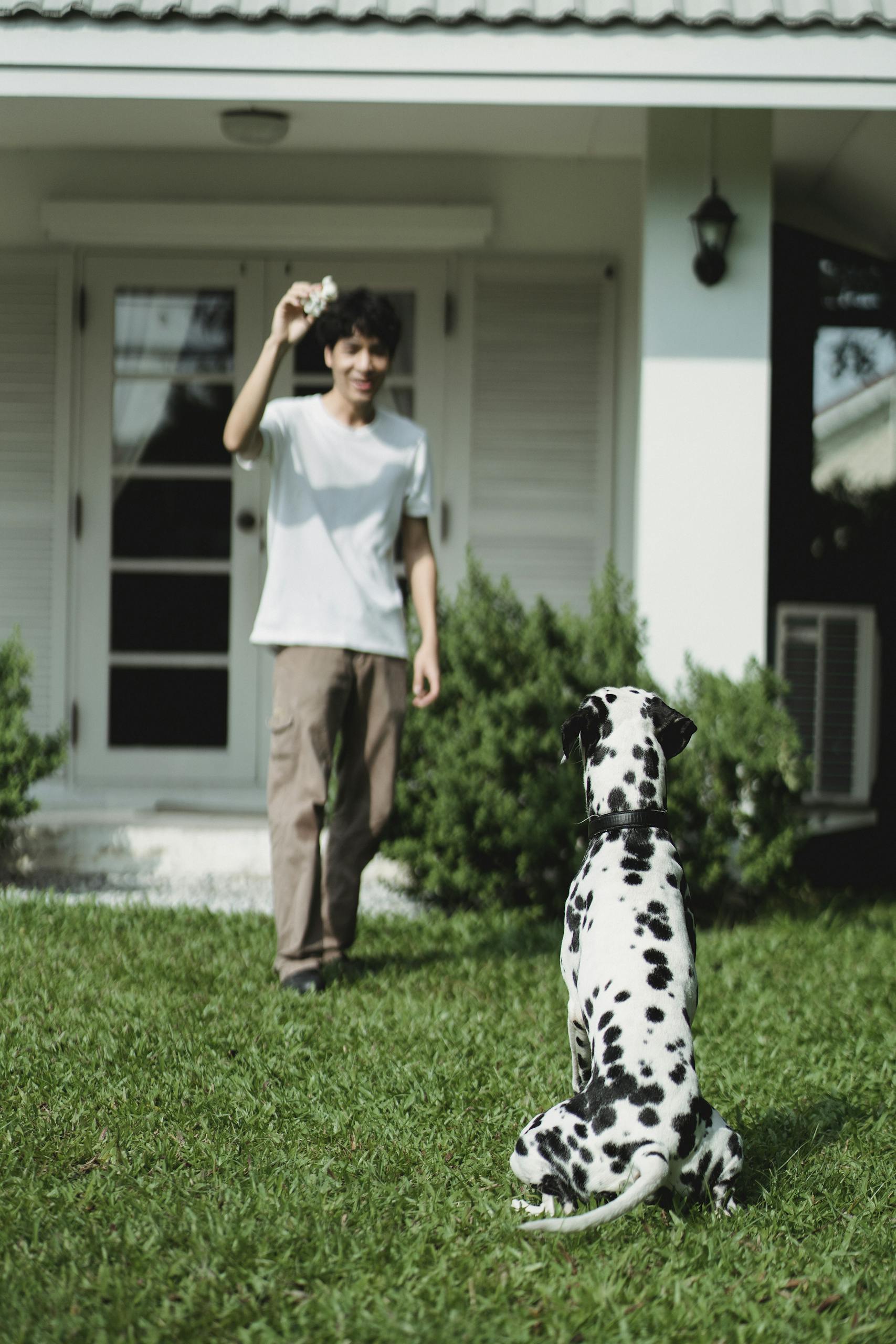 Dalmatian dog eagerly awaits man throwing toy in sunny garden scene.