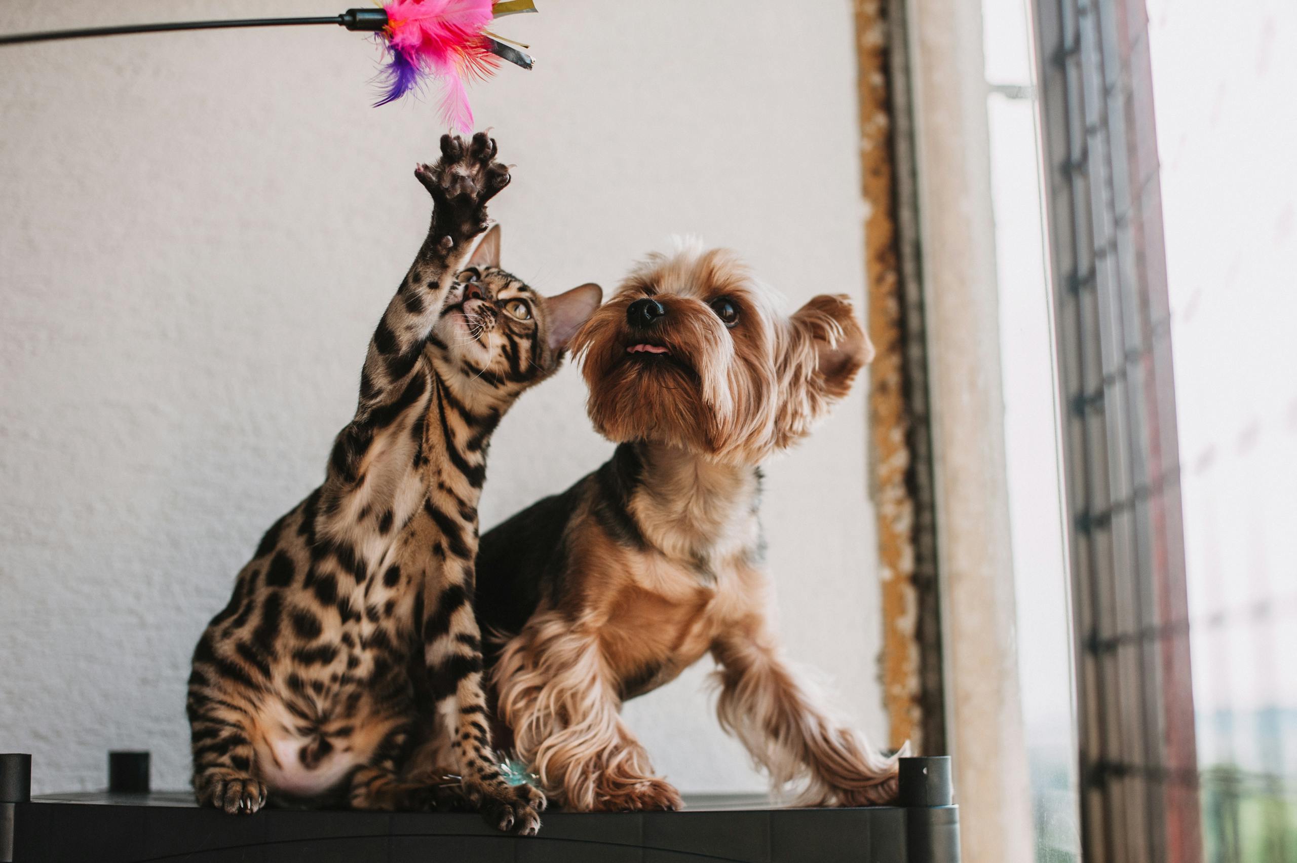 Membro Pet - Ecossistema Pet para cães e gatos