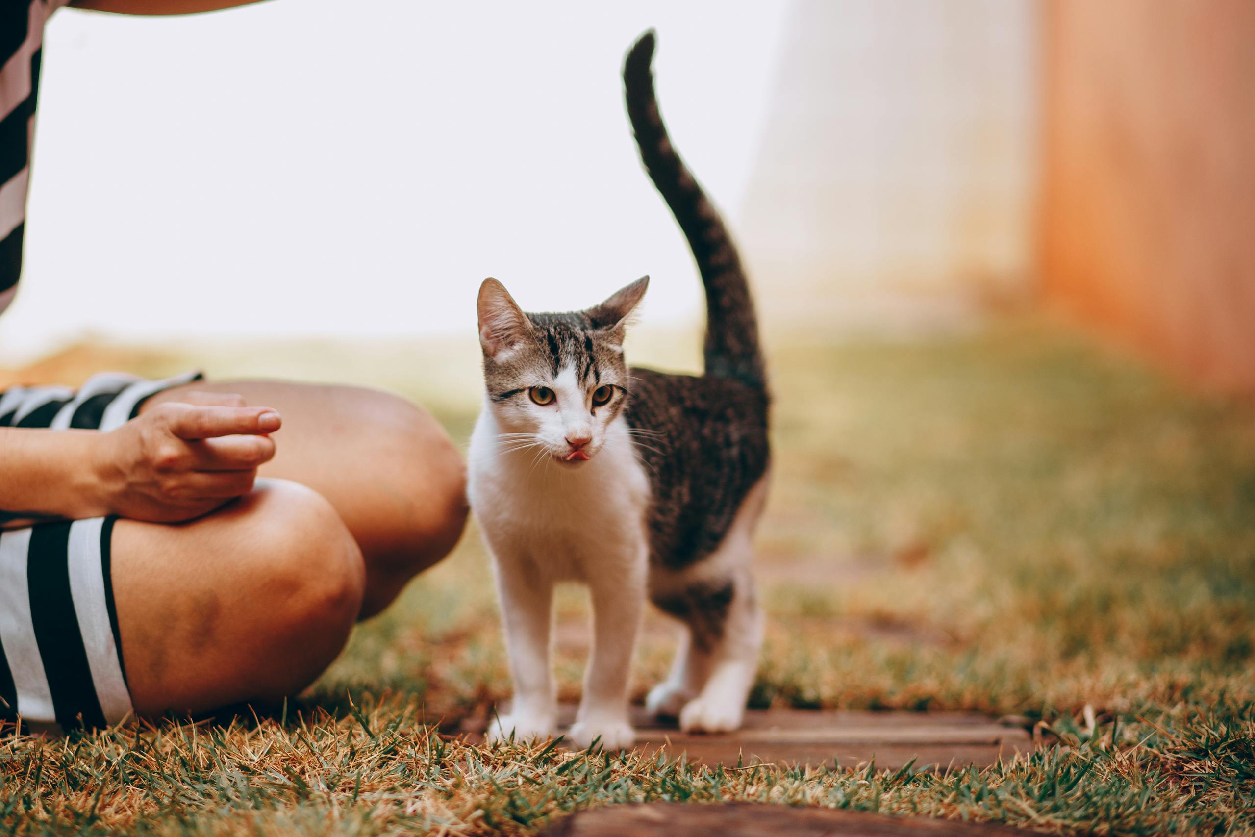 A playful cat with a person enjoying time outdoors on a grassy lawn.