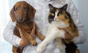 Close-up of a dachshund dog and calico cat being held together, showcasing their adorable companionship.
