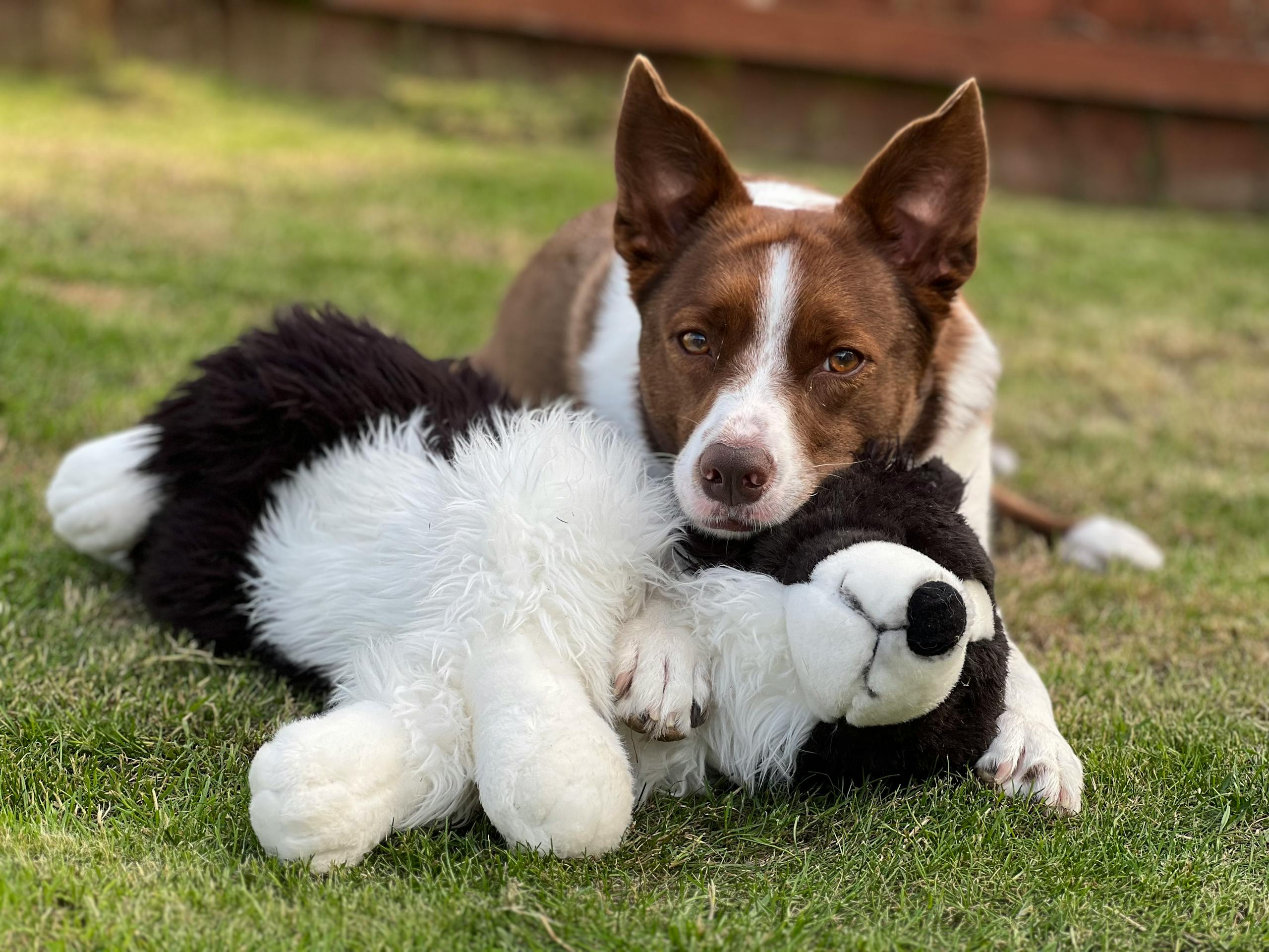 Cute dog lying on grass cuddling a black and white stuffed animal companion outdoors.
