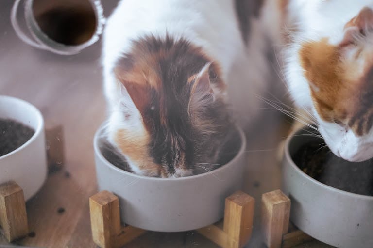 Two domestic cats eating from bowls in a cozy home setting.