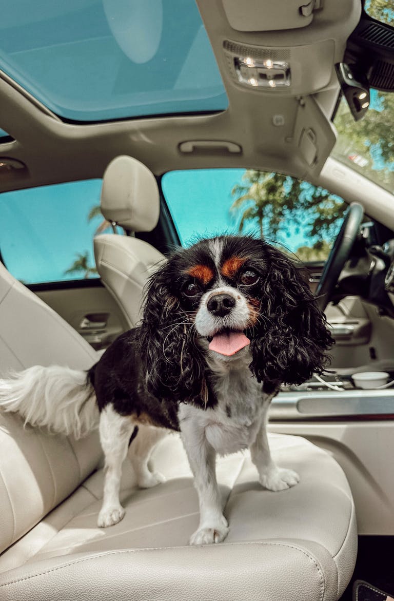 A Cavalier King Charles Spaniel enjoys a sunny day in a car seat, looking out.