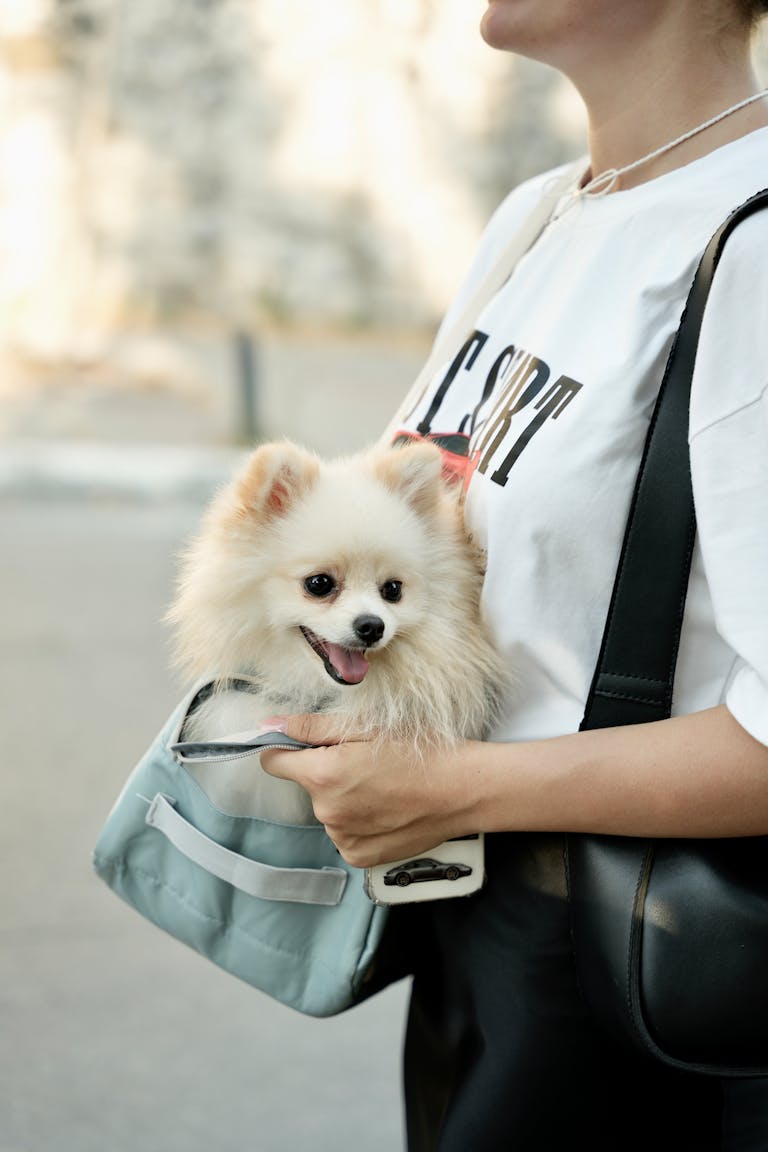 A cheerful Pomeranian dog nestled in a bag carried by a woman outdoors.