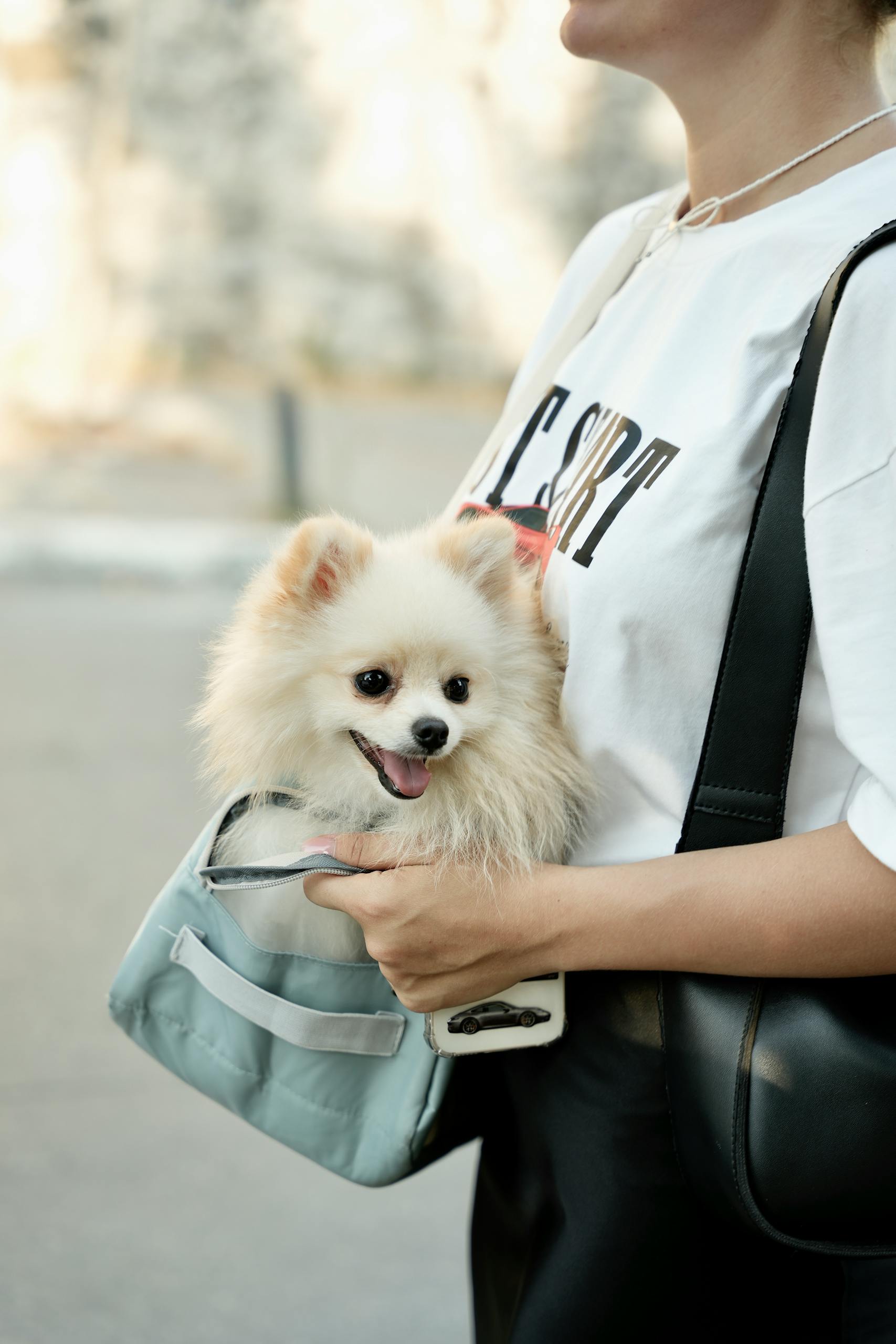 A cheerful Pomeranian dog nestled in a bag carried by a woman outdoors.