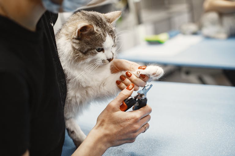 trimming a cat's claw using nail clippers at home.