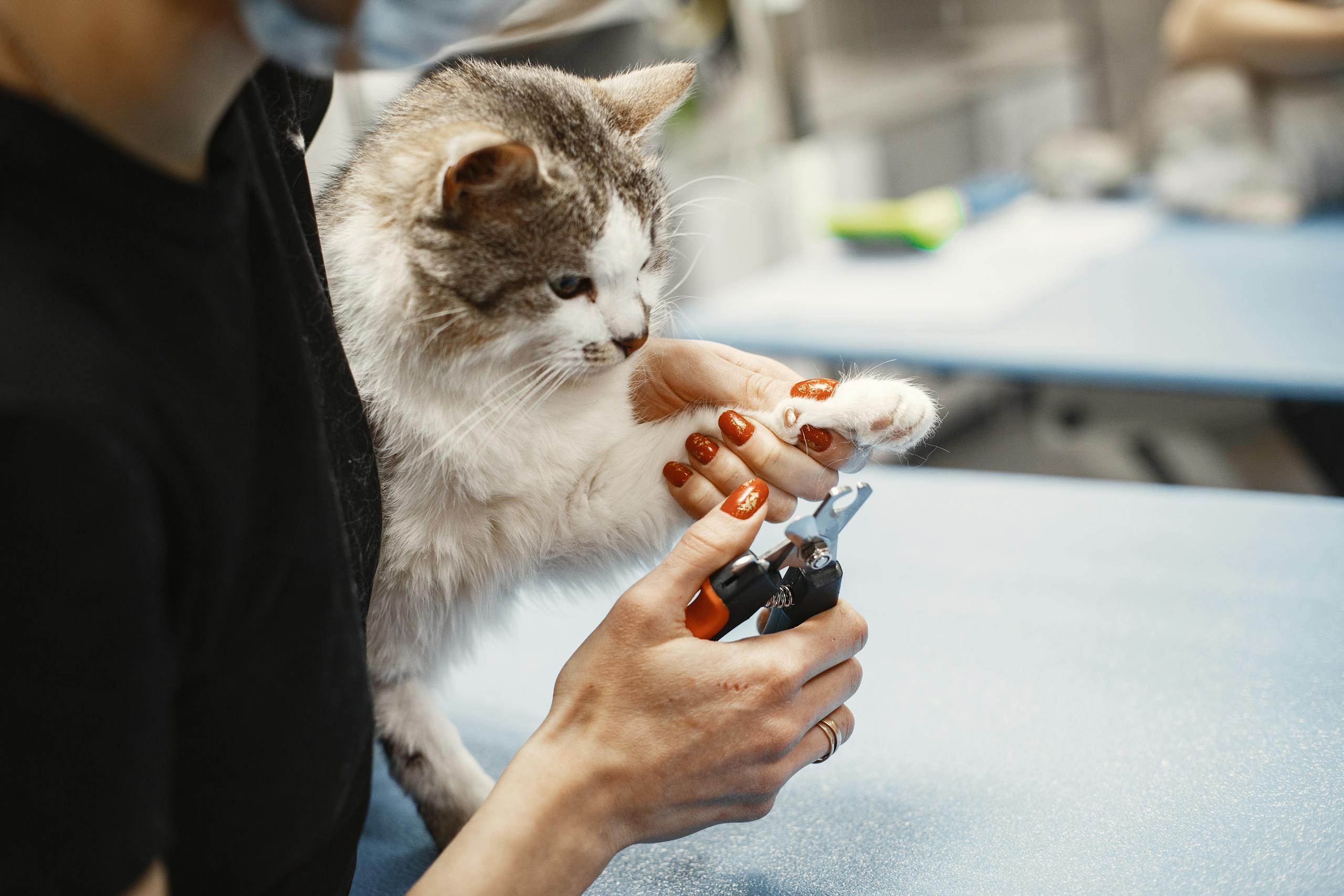 trimming a cat's claw using nail clippers at home.