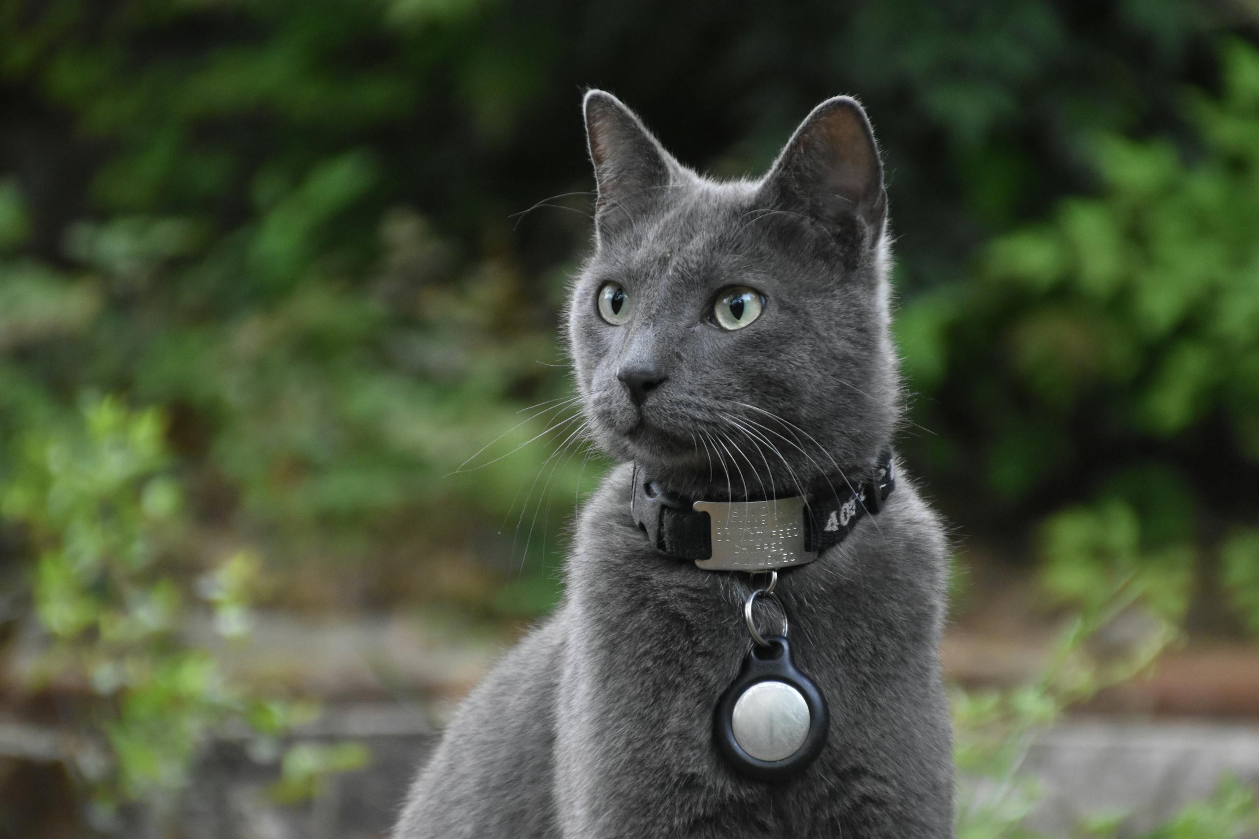 Tag rastreador para pets: mais segurança para cachorros e gatos